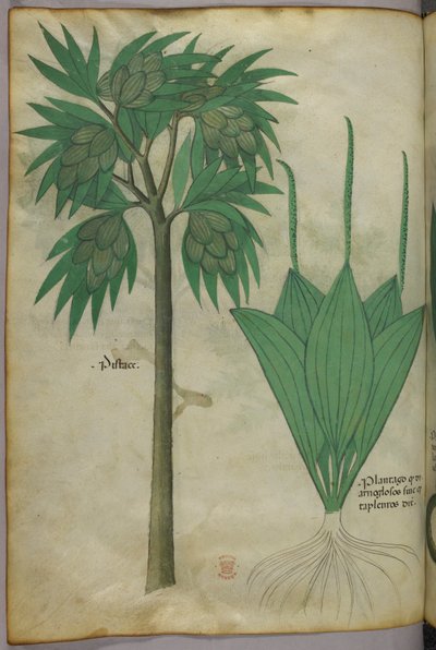 Botanische Illustration, um 1440 von Italian School