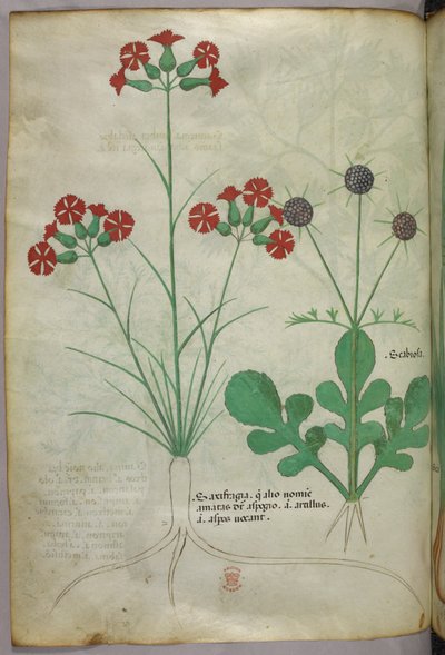 Botanische Illustration, um 1440 von Italian School
