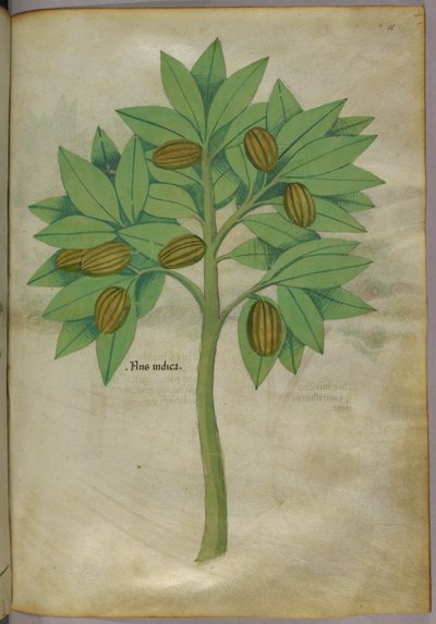Botanische Illustration, um 1440 von Italian School