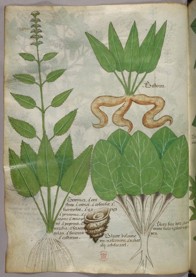 Botanische Illustration, um 1440 von Italian School
