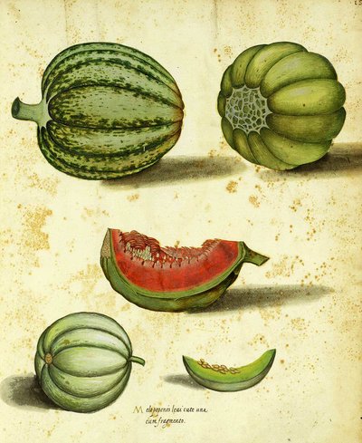 Erbstück-Kürbis von Ulisse Aldrovandi von Italian School