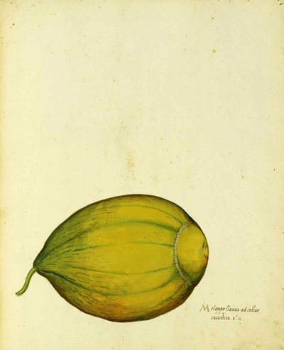 Erbstück-Kürbis von Ulisse Aldrovandi von Italian School