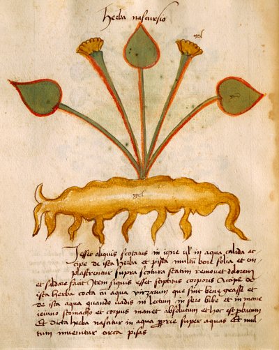 Herba Nasturzio von Orgione Rizzardo von Italian School
