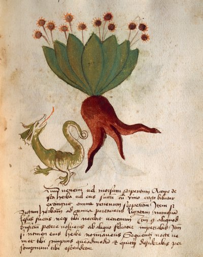 Herba Vermicularia von Italian School