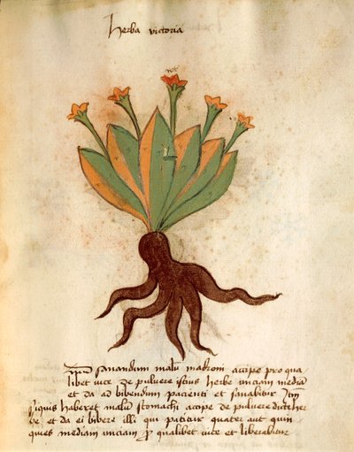 Herba Victoria von Italian School