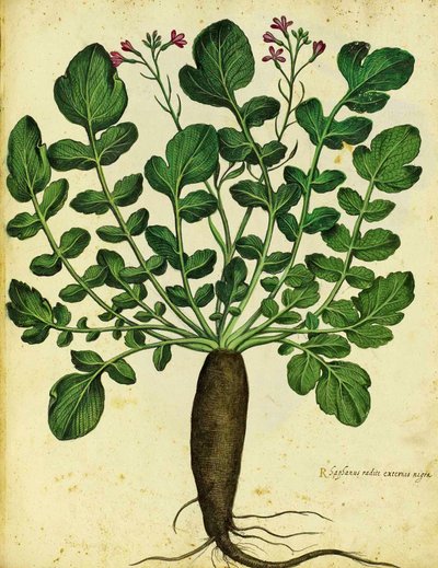 Langer schwarzer Rettich von Ulisse Aldrovandi von Italian School