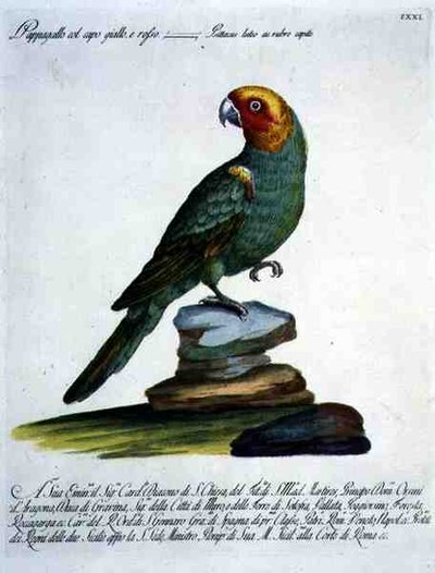 Papagei, ca. 1767-76 von Italian School