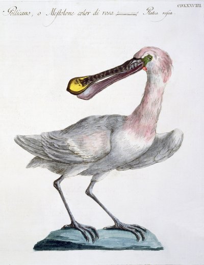 Pelikan von Italian School