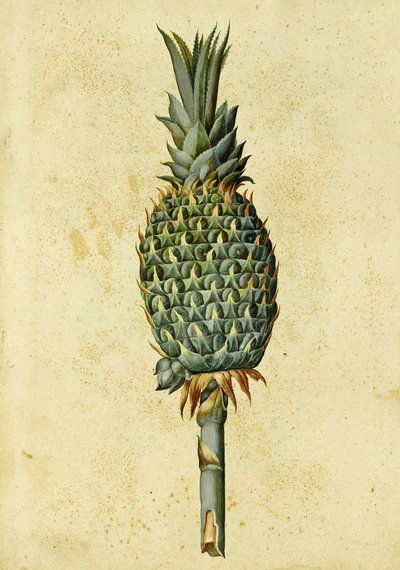 Ananas von Ulisse Aldrovandi von Italian School