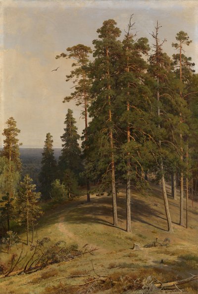 Der Kiefernwald, 1895 von Ivan Ivanovich Shishkin