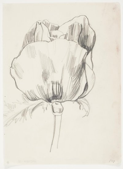 Mohn von J.A. Jerichau
