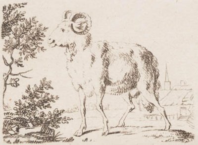 Ein Widder von J.F. Clemens
