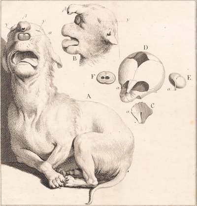Ein Missgebilde eines Hundewelpen von J.F. Clemens