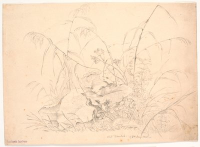 Pflanzenstudie. Binsen und Ampfer von J.P. Møller