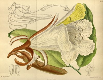 Baikiaea insignis, Fabaceae, Caesalpinioideae von J. N. Fitch