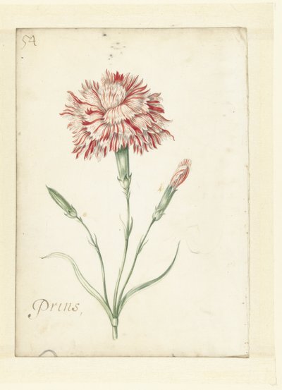 Nelke von Jacob Marrel (possibly)