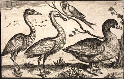 Reiher, Löffler, Vogel und Gans von Jacob Matham