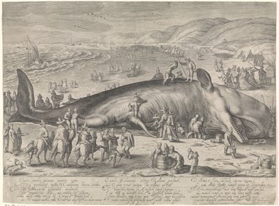 Gestrandeter Wal bei Berckhey, 1598 von Jacob Matham