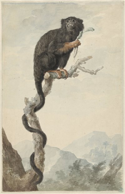 Ein Rothandtamarin von Jacob Perkois