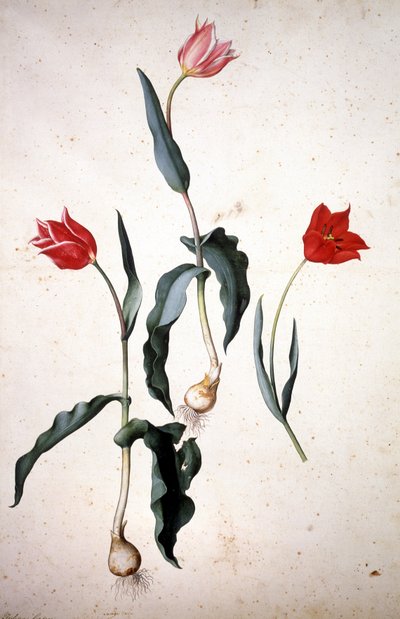 Herbarium: Tulipa Gesaeriana von Jacopo Ligozzi