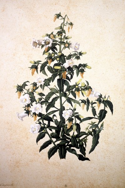 Herbarium: Glockenblume von Jacopo Ligozzi