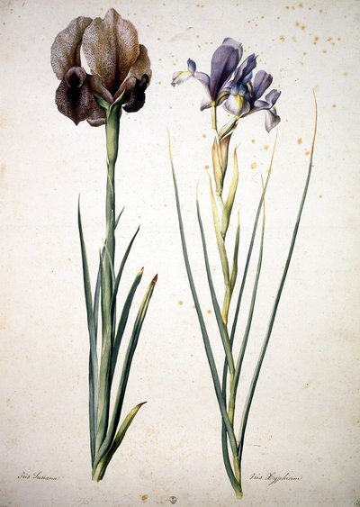 Unbekanntes Bild von Jacopo Ligozzi