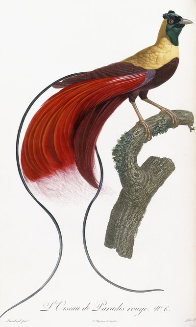 Roter Paradiesvogel von Jacques Barraband