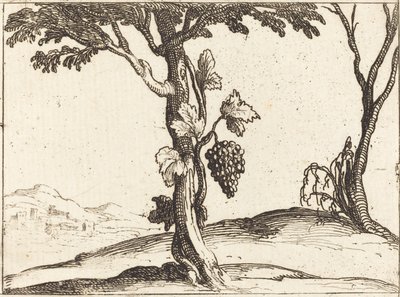Traubenbündel von Jacques Callot