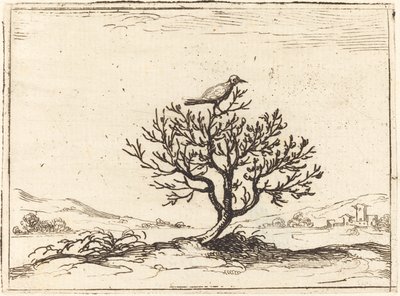 Nachtigall in einem Busch, 1628 von Jacques Callot