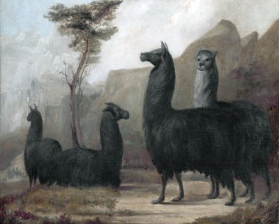 Alpakas von Jacques Laurent Agasse