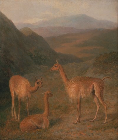 Vikunjas von Jacques Laurent Agasse