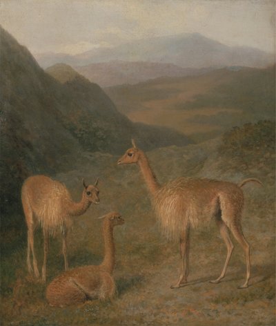 Vikunjas von Jacques Laurent Agasse