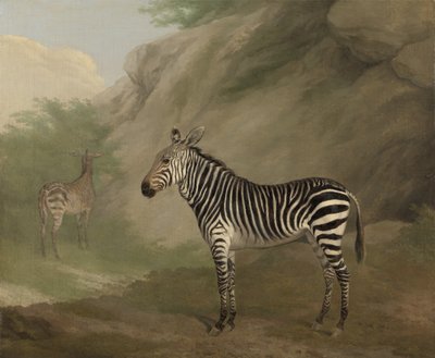 Zebra von Jacques Laurent Agasse