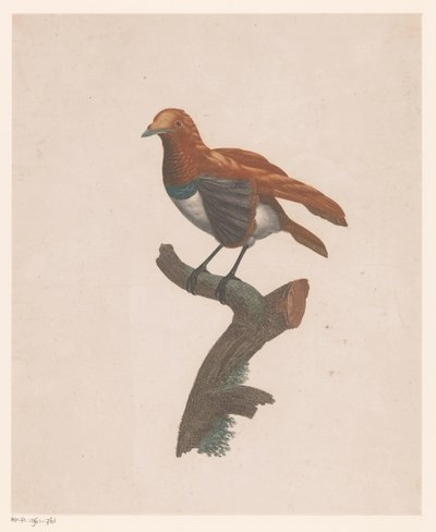 Vogel auf einem Ast von Jacques Louis Perée
