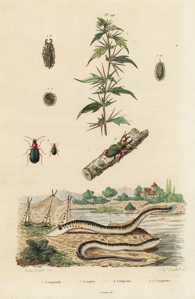 Meerneunauge und Käfer von Jacques Reyne Isidore Acarie Baron