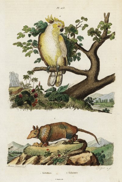 Gelbwangenkakadu und Gürteltier von Jacques Reyne Isidore Acarie Baron