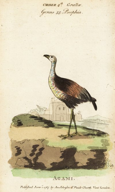 Agami-Reiher, Agamia agami von Jacques de Seve