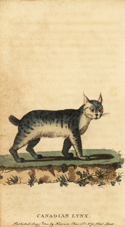 Kanadischer Luchs, Lynx canadensis (Kupferstich) von Jacques de Seve