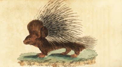 Gewöhnliches Stachelschwein, Hystrix cristata (Kupferstich) von Jacques de Seve