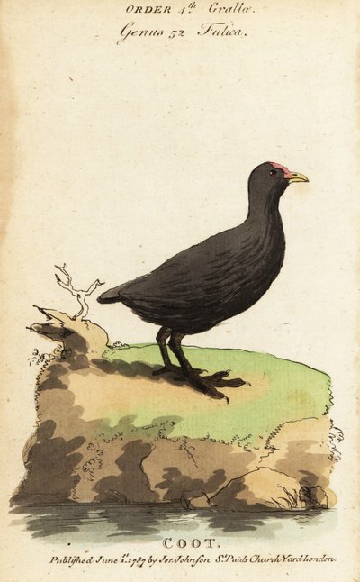 Blässhuhn, Fulica atra von Jacques de Seve