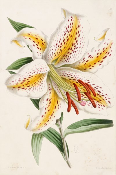 Lilie, aus „The Floral Magazine“, 1861-71 von James Andrews