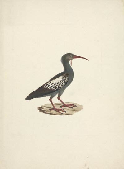 Bostrychia carunculata (Warzenibis) von James Bruce