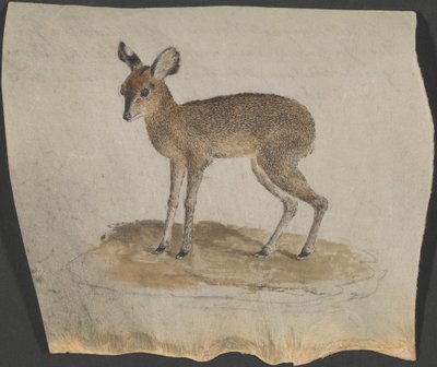 Dik-dik von James Bruce