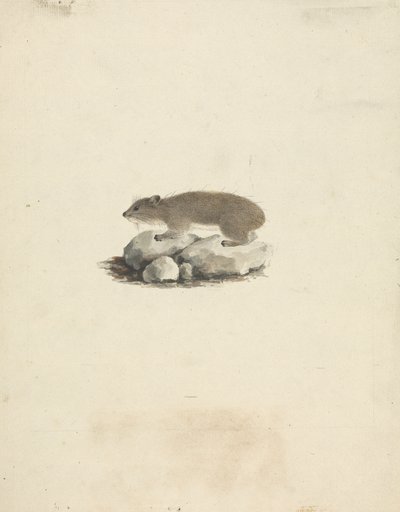 Heterohyrax brucei (Gelbfleck-Klippschliefer) von James Bruce