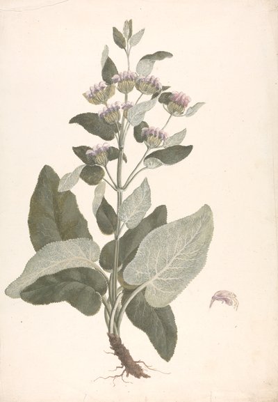 Phlomis herba-venti L.: fertige Zeichnung von James Bruce