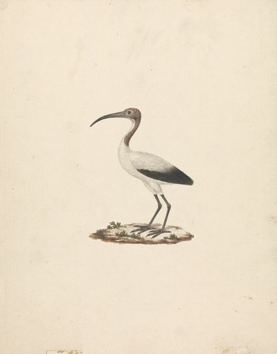 Threkiornis aethiopicus (Afrikanischer Heiliger Ibis) von James Bruce