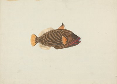 Unidentifizierter Fisch von James Bruce