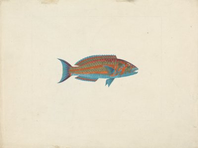 Unidentifizierter Fisch von James Bruce