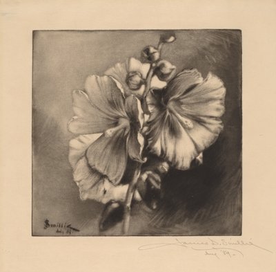 Einzelne Stockrosen von James David Smillie