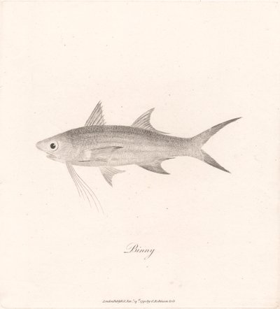 Binny von James Heath